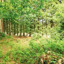 Thumbnail Image 17